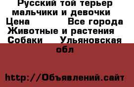 Русский той-терьер мальчики и девочки › Цена ­ 8 000 - Все города Животные и растения » Собаки   . Ульяновская обл.